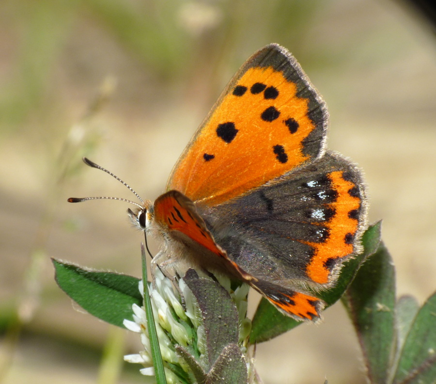 Identificazione : Lycaena phlaeas